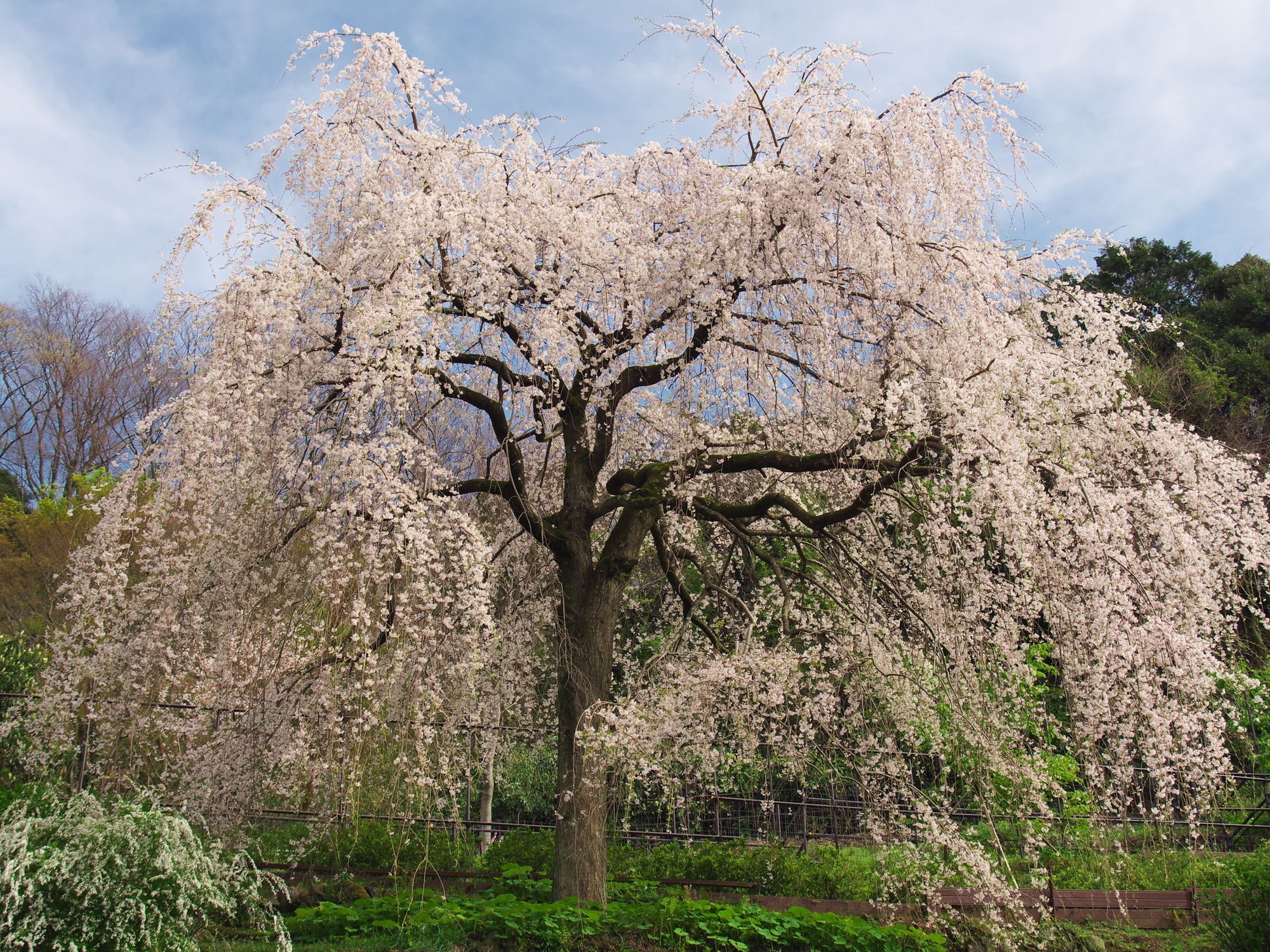長興山 紹太寺（しだれ桜）【小田原市】