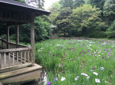 生田緑地ハナショウブ【川崎市多摩区】