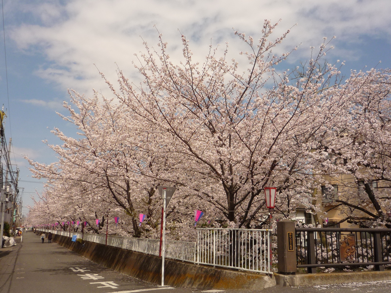 住吉ざくら【川崎市】